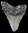 Bargain Megalodon Tooth - South Carolina #47252-1